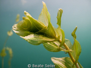 Freshwater plant by Beate Seiler 